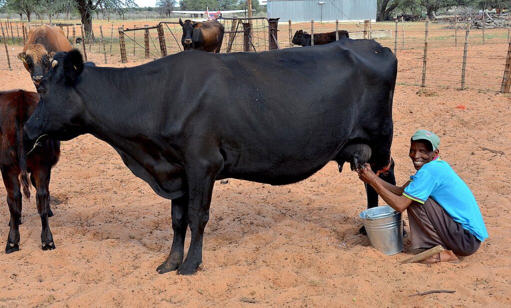 Optimizing Dairy Farming Practices In Punjab,
