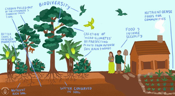 Enhancing Biodiversity Through Agroforestry In Punjab,